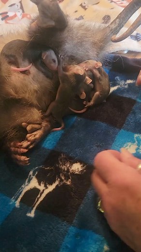 Please check pouches when you see a mom that has been hit by a car! This is the correct way to remove them. Keep warm and find a wildlife rehabber. | The Opossum's Pouch Sanctuary, Rescue and Rehabilitation