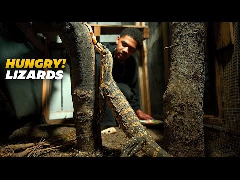 MONITOR LIZARDS FEEDING + NEW ENCLOSURE