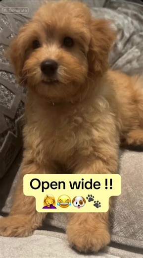 Funny Cockapoos: Tilly's Open Wide Moment