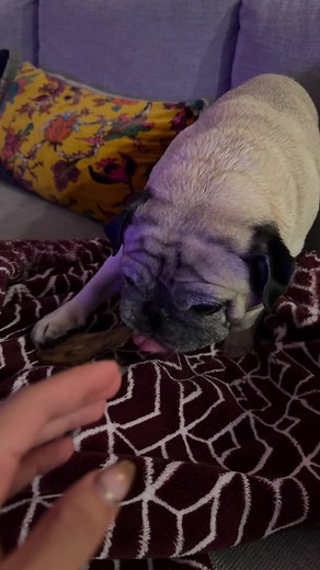 Stawp it #fyp #pug