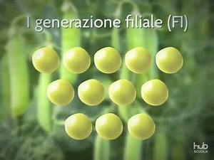 The inheritance of traits