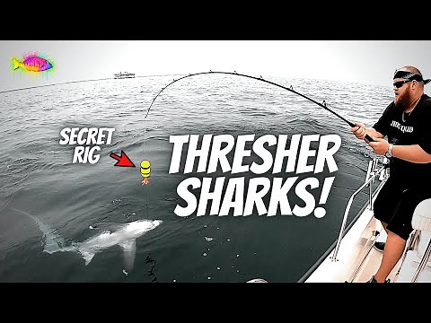 The SECRET RIG For THRESHER SHARKS (We Caught 8 Sharks!!!)