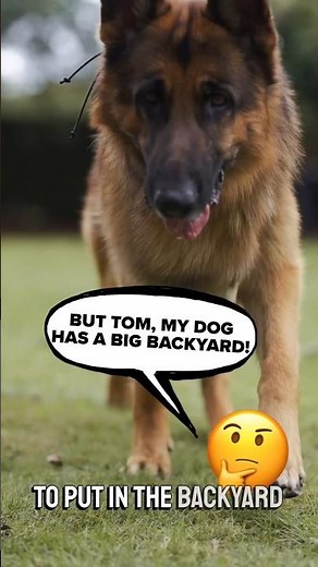 How to train German Shepherd properly! #dogtraining