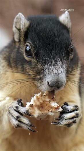 Aggressive squirrel bites woman in Northeast Tacoma