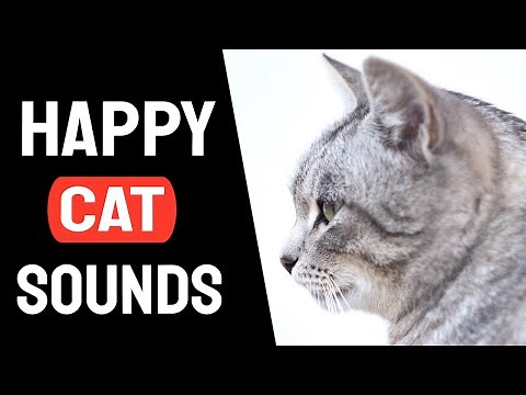 Sound To Make Your Cat Happy | Cat Sound
