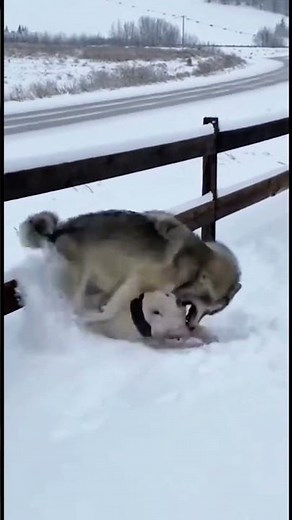 Epic Battle! Bullmastiff vs Wolf – Brutal Fight Caught on Camera#shorts