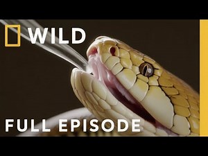The Deadliest Snakes of Africa