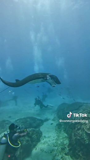 Scuba Diving Adventure in Bali with Manta Rays