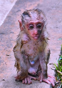 So sadness baby monkey! Mom don't give milk to her baby monkey and leave him alone #monkey #babymonkey #cutebaby #cute #monkeys | Monkey RoJo