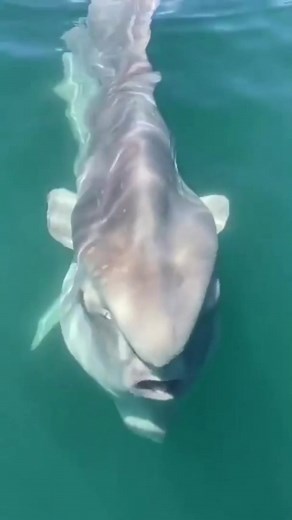 Sunfish | A Most Unusual Fish #ocean #fish #marine #Sunfish The Ocean Sunfish, or Mola Mola, are the heaviest bony fish in the world. Follow for daily Remarkable Animals uploads. Wild, wildlife, biggest, largest, fish, fishing, animals.