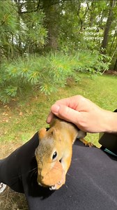 125K views · 3.5K reactions | I pet a chipmunk, a gray squirrel and a red squirrel in less than 15 seconds!❤️️️️ #squirrelwhisperer #amazing #chipmunk #Chippy #squirrel #Lilly #Squirrelette #squirrelfriends #backyardwildlife #connectwithnature #melgsbackyard #melgsbackyardsquirreling | Melanie Getchell | Facebook
