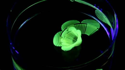 6.8K views · 63 reactions | Bulky pastas—like farfalle and fusilli—require more packaging than thinner varieties, making them trickier to transport and leading to more waste. On #NationalPastaDay, learn more about how this twist on pasta dough could reshape food manufacturing: https://scim.ag/3KT0lop | News from Science | Facebook