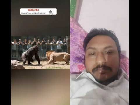 gorila or lion fight