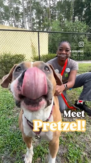 14K views · 464 reactions | Jacksonville, meet Pretzel! 泌 Pretzel is...