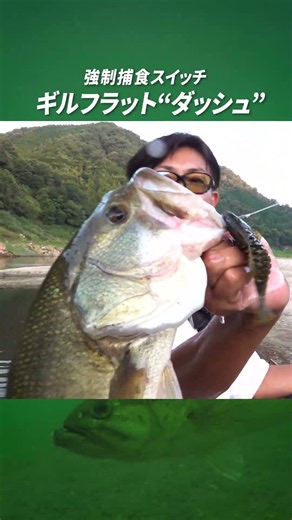 Gill Flat "Dash" Forced Predation Switch #issei #bassfishing #KenAkamatsu
