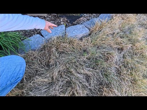 BUFFALOGRASS "CODY"- BEST GRASS FOR TEXAS LAWN! (end of 1st season update)