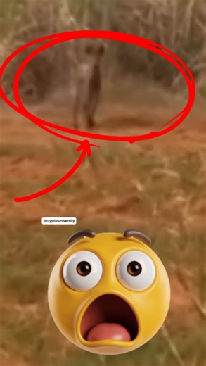 A chupacabra recorded on camera near Texas! the chupacabra is said to attack and drink the blood of livestock, including goats. | Cryptid University