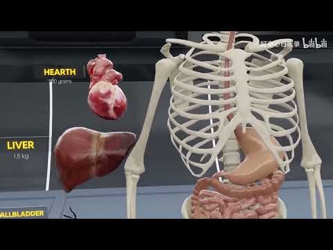 Human Body Organ Size Comparison in 3D - Visualizing the Largest Organ