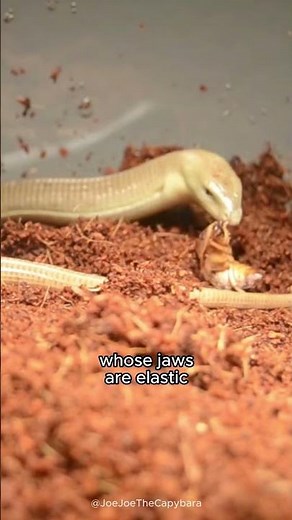 This Animal Live Without Legs Anymore / Legless Lizard / Glass Lizard