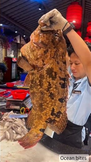 Monster Fish Alert! Giant Grouper Stuns Everyone 😳🐟#shorts #trending #viral