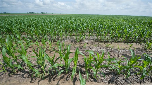 Mississippi historic Black farming hub hit as White South Africans take farm jobs
