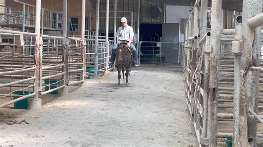 3.4K views · 24 reactions | LOT #71 “Lamp Post Sammy” 2018 AQHA...