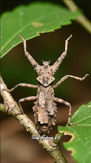 Tiny Finger-Like Insect Mimicking Branch | Ultra-Realistic 4K Nature Camouflage