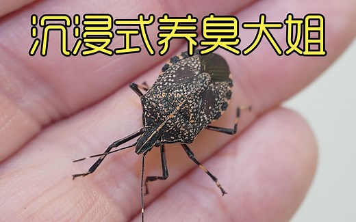 沉浸式养臭大姐，臭大姐放的屁把自己都熏倒了，太好玩太有趣