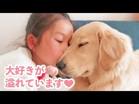 家族で一番の甘えん坊さん♡ 末っ子ゴールデンの成長の日々