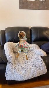 #dogsofinstagram #tootiedog #tootie #incubus #stellar #funnydog #space #flyingdog #adoptdontshop #rescuedog #reels #viral | Tootie Dog