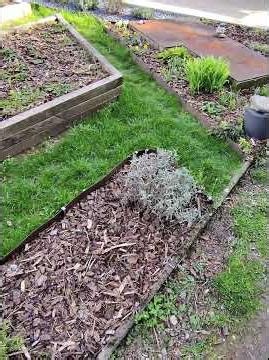First shoots of wild garlic in the herb garden