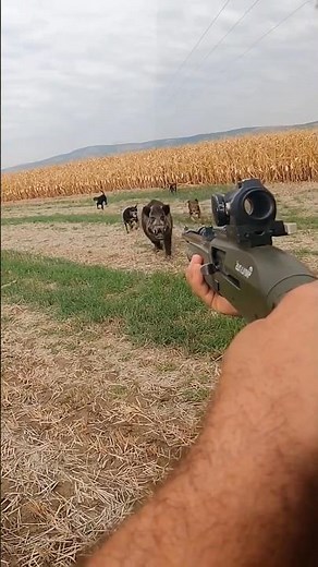 🎯 Tiro Perfeito em um Javali Selvagem | Ação de Caça 🐗🔥 #caça #javali #hunting #wildboar