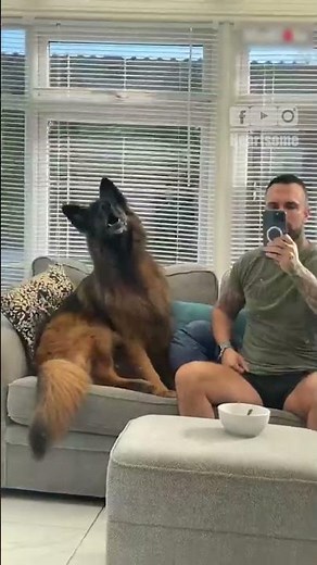 German Shepherd Sings Along to Music! Adorable Howling Dog 🎤🐶|| Heartsome 💖