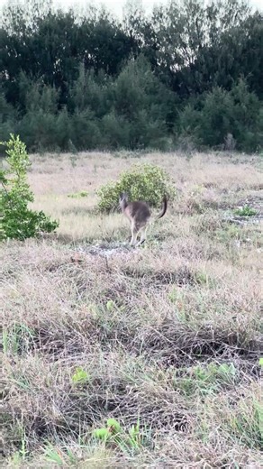 Wild encounter of curious Kangaroo hopping around Australian grasslands❤️❤️😲😲