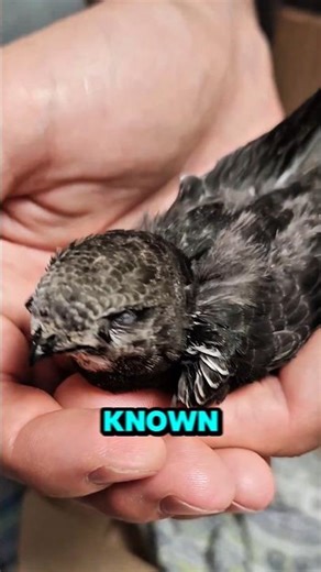 What Makes the Common Swift So Special