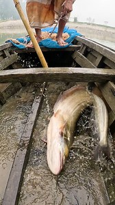 Amazing Big Size Boyal Fish #bigfish #catfish #FishingLife #fishing #fish | Local Fishing Videos