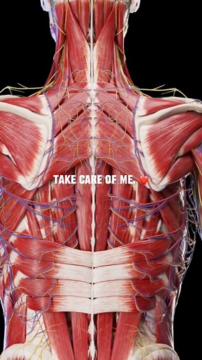 20K views · 334 reactions | Exploring the intricate dance of muscles and nerves: a symphony of movement orchestrated by the body's silent conductors. #anatomy #muscles #medicalstudent | Physical Therapy Session | Facebook