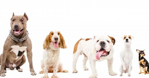 Los seis tipos de razas de perros más comunes y sus características