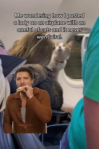 What in the flying feline… 🐱🛫
