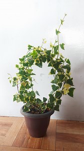 4.9K views · 54 reactions | In just 6 months, you can transform your English ivy into a beautiful topiary! #topiary #topiarygarden #topiarylover_ | Flower lovers | Facebook