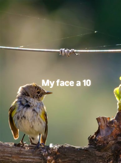 This yellow rumped warbler was giving all kinds of poses so I decided to bring back this trend for it. #fujifilm #wildlifephotography #yellowrumpedwarbler #birding