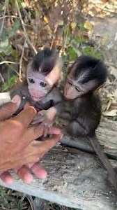 #HappyMonkey #SadMonkey #BabyMonkeyVideos #CuteAnimals