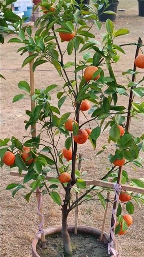 a cute orange lemon tree||#lemontree #fruit #plants