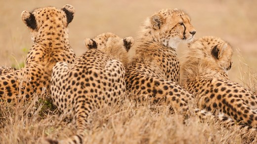 Cheetahs Are Dangerously Close to Extinction