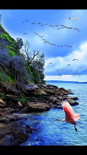 Stunning Nature Scenes Featuring Diverse Bird Species