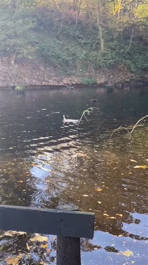 Turns out our turkeys can swim  廉 #funny | JC Equine Agent | Facebook
