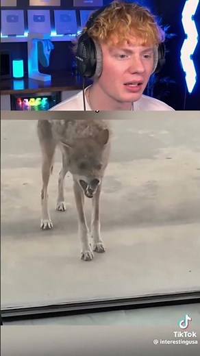 Animals Glitching in Public! 😱