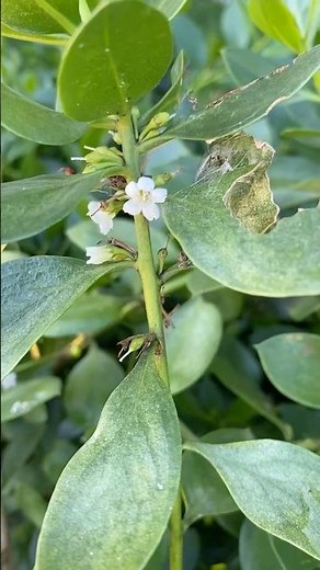 Hardy ground cover plant, Myoporum boninense, for #brisbane 4/10/2025
