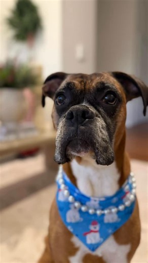 Princess Poppy on Instagram: "Poppy's all clean and ready for Santa's arrival!! 🎄✨🎅 Thanks @leapsandbones for the best bathing experience as always!! 🛁🫧#doglover #fyp #foryou #spoileddog #boxerdog #souldog #bathtime"