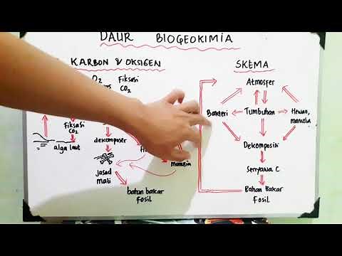 Daur Karbon dan Oksigen - Daur Biogeokimia - Ekologi - Biologi X